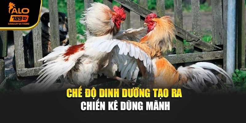 Chế độ dinh dưỡng tạo ra chiến kê dũng mãnh