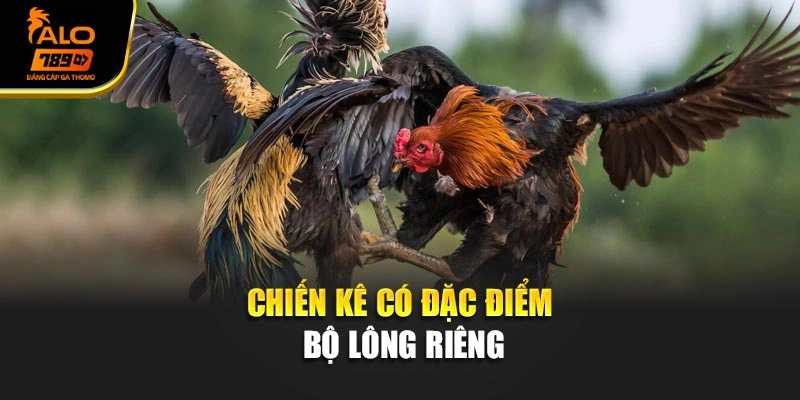 Chiến kê có đặc điểm bộ lông riêng