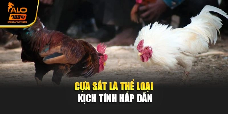 Cựa sắt là thể loại kịch tính hấp dẫn