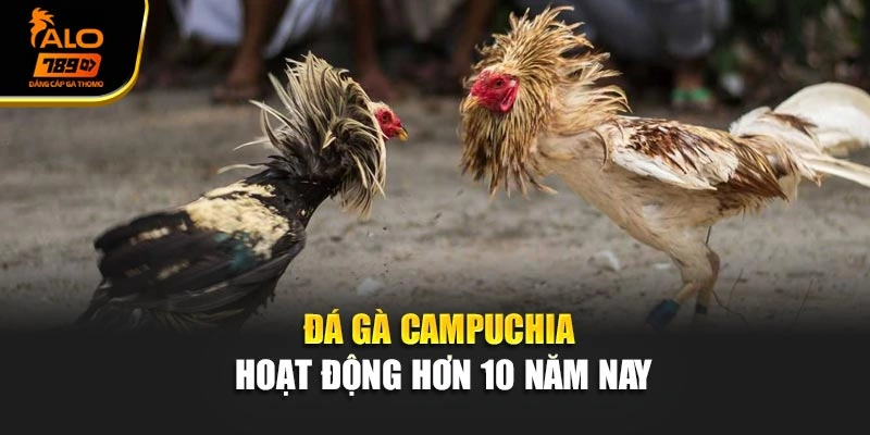 Đá gà Campuchia hoạt động hơn 10 năm nay