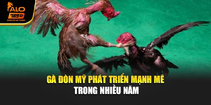 Gà đòn Mỹ phát triển mạnh mẽ trong nhiều năm