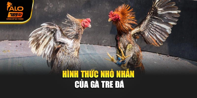 Hình thức nhỏ nhắn của gà tre đá