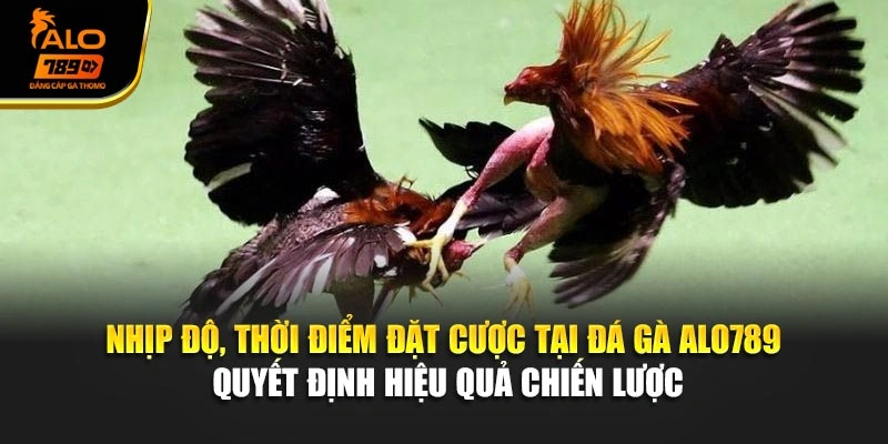 Nhịp độ, thời điểm đặt cược tại đá gà Alo789 quyết định hiệu quả chiến lược