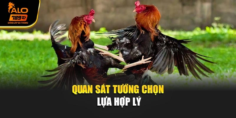 Quan sát tướng chọn lựa hợp lý