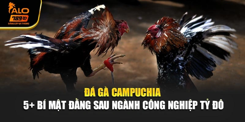 Đá Gà Campuchia - 5+ Bí Mật Đằng Sau Ngành Công Nghiệp Tỷ Đô