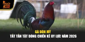 Gà Đòn Mỹ - Tất Tần Tật Dòng Chiến Kê Uy Lực Năm 2026