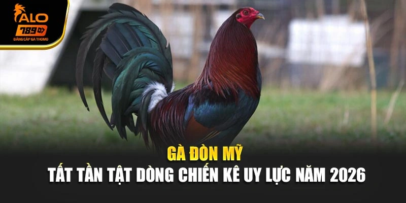 Gà Đòn Mỹ - Tất Tần Tật Dòng Chiến Kê Uy Lực Năm 2026