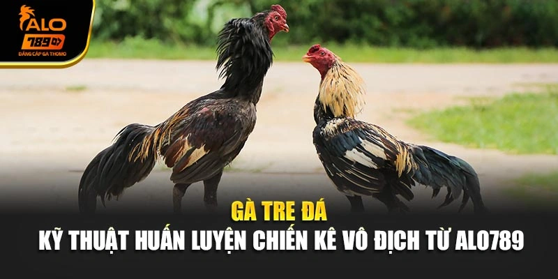 Gà Tre Đá - Kỹ Thuật Huấn Luyện Chiến Kê Vô Địch Từ Alo789